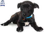 Adopt Moon a Black Husky / Mixed Breed (Medium) / Mixed (short coat) dog in