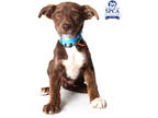 Adopt Bailey a Brown/Chocolate Husky / Mixed dog in Fresno, CA (41415260)