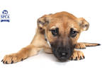 Adopt Stella a Tan/Yellow/Fawn Husky / Mixed dog in Fresno, CA (41403672)