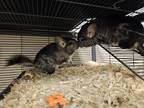 Adopt Chunkers a Black Chinchilla / Mixed (short coat) small animal in BELLEVUE