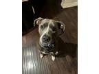 Adopt Lulu a Gray/Silver/Salt & Pepper - with White American Pit Bull Terrier /