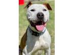 Adopt Buddy a American Pit Bull Terrier / Mixed dog in Great Bend, KS (40946258)