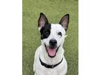 Adopt Jack a White Australian Cattle Dog / Mixed Breed (Medium) / Mixed (short