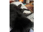 Adopt Cleo a Black Belgian Shepherd / Mixed dog in Haydenville, MA (41413840)