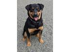 Adopt Buddy a Rottweiler / Mixed dog in Errington, BC (41405762)