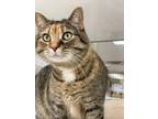 Adopt Dorit Abdou a Domestic Shorthair / Mixed (short coat) cat in St.