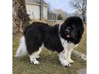Adopt Oso-Pending a Black - with White Newfoundland / Mixed dog in Lee's Summit
