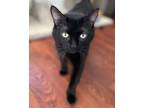 Adopt Ink Boop a Domestic Shorthair / Mixed cat in Salmon Arm, BC (41366543)