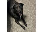 Adopt Buster a Black - with White Mutt / German Shepherd Dog / Mixed dog in