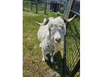 Adopt Q-Tip (bonded To Cinnamon) a Goat farm-type animal in Surrey