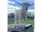 Adopt Q-Tip (bonded To Cinnamon) a Goat farm-type animal in Surrey