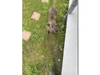 Adopt Diesel a Brindle Staffordshire Bull Terrier / Mixed dog in San Antonio