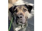 Adopt Jessie a Mastiff / Mixed dog in Oakland, CA (41414601)