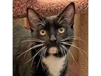 Adopt Archer a Domestic Shorthair / Mixed cat in Walnut Creek, CA (41395457)
