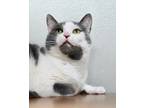 Adopt Lily (Waived Fee) (East Campus) a Gray or Blue Domestic Shorthair / Mixed