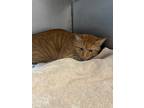 Adopt Pumpkin Eater a Orange or Red Domestic Shorthair / Domestic Shorthair /