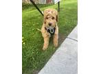 Adopt Teddy a Tan/Yellow/Fawn - with White Bernedoodle / Mixed dog in Rochester
