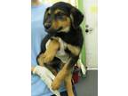 Adopt Lydia a Brown/Chocolate Terrier (Unknown Type, Medium) / Black Mouth Cur /