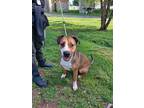 Adopt Taz a Brown/Chocolate American Pit Bull Terrier / Mixed Breed (Medium) /