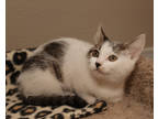 Adopt Jasmine a White Domestic Shorthair / Domestic Shorthair / Mixed cat in