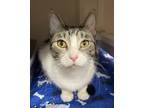 Adopt Moonshine a White Domestic Shorthair / Domestic Shorthair / Mixed cat in
