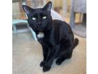 Adopt Roy a All Black Domestic Shorthair / Domestic Shorthair / Mixed cat in