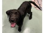 Adopt Victor a Black Poodle (Standard) / Australian Cattle Dog / Mixed dog in