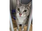 Adopt Smooches a Gray or Blue Domestic Shorthair / Domestic Shorthair / Mixed