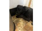 Adopt Arlo a German Shepherd Dog / Mixed dog in Darlington, SC (41398961)