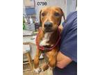 Adopt Pixie a Hound (Unknown Type) / Mixed dog in Darlington, SC (41414720)