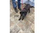 Adopt Marcy a Labrador Retriever / Mixed dog in Darlington, SC (41414717)