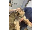 Adopt Cracker a Terrier (Unknown Type, Small) / Mixed dog in Darlington