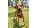 Adopt Jake* a Vizsla / Rhodesian Ridgeback / Mixed dog in Pomona, CA (41242985)