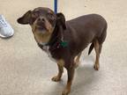 Adopt Cash a Brown/Chocolate Miniature Pinscher / Mixed dog in Fort Worth