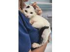Adopt Riceball* a Domestic Shorthair / Mixed cat in Pomona, CA (41414542)