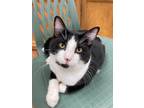 Adopt Noodles a Black & White or Tuxedo Domestic Shorthair (short coat) cat in