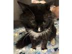 Adopt Jack* a Domestic Longhair / Mixed cat in Pomona, CA (41414533)