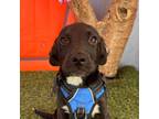 Adopt Marco a Black - with White Labrador Retriever / Mixed Breed (Medium) /