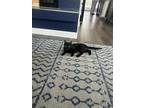 Adopt Luna a All Black American Shorthair / Mixed (short coat) cat in Ringwood