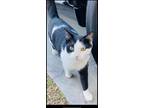 Adopt Otis a Black & White or Tuxedo Domestic Mediumhair / Mixed (medium coat)