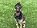 Adopt KING a Black German Shepherd Dog / Akita / Mixed dog in Tustin