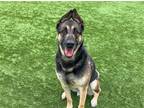 Adopt KING a Brown/Chocolate German Shepherd Dog / Akita / Mixed dog in Tustin