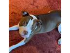 Adopt Chloe a Red/Golden/Orange/Chestnut - with White American Pit Bull Terrier