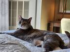 Adopt Bailey a Gray or Blue (Mostly) American Shorthair / Mixed (short coat) cat