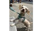 Adopt Onix a Tan/Yellow/Fawn Lhasa Apso / Mixed dog in Levittown, NY (41362021)