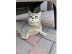 Adopt MiaLuna a Gray or Blue British Shorthair / Mixed (short coat) cat in Fort