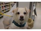 Adopt Konan a White Terrier (Unknown Type, Small) / Mixed dog in Levittown