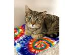 Adopt Lucy a Brown Tabby Domestic Shorthair (short coat) cat in Medina