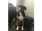 Adopt Pepper a Black - with Tan, Yellow or Fawn Treeing Walker Coonhound / Mixed