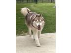 Adopt Zues a White - with Brown or Chocolate Alaskan Malamute / Husky / Mixed